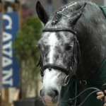 ISH Studbook Stallion Inspection 2025 - Video