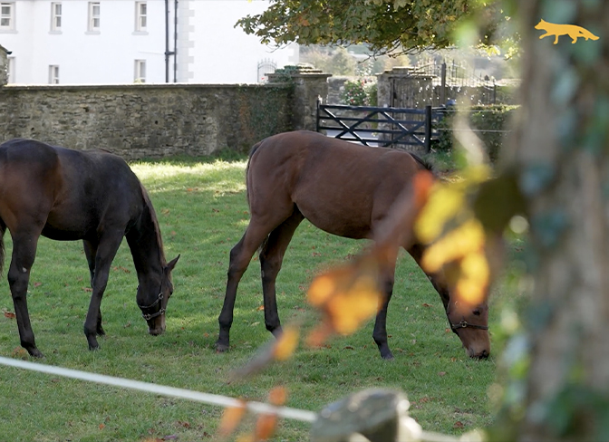 Tattersalls Ireland November NH Sale – Ashfield House Stud